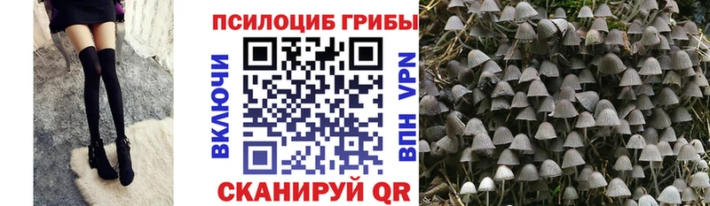 Купить где  Ворсма  Псилоцибиновые грибы GOLDEN TEACHER 